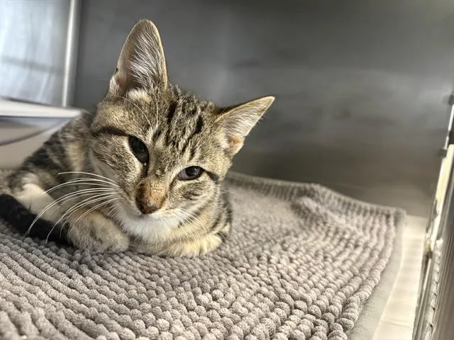 A baby small-sized male Domestic Short Hair cat named Carmine for adoption in Santa Cruz, CA