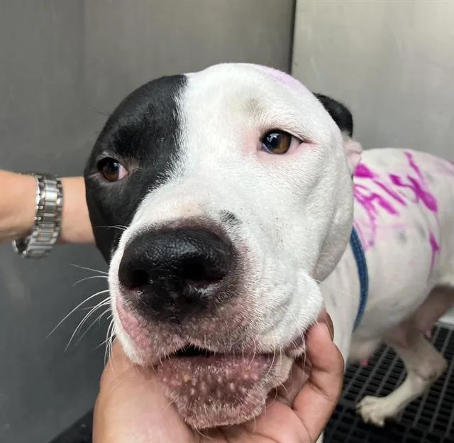 A young medium-sized female Mixed Breed dog named Daisy for adoption in Dallas, TX