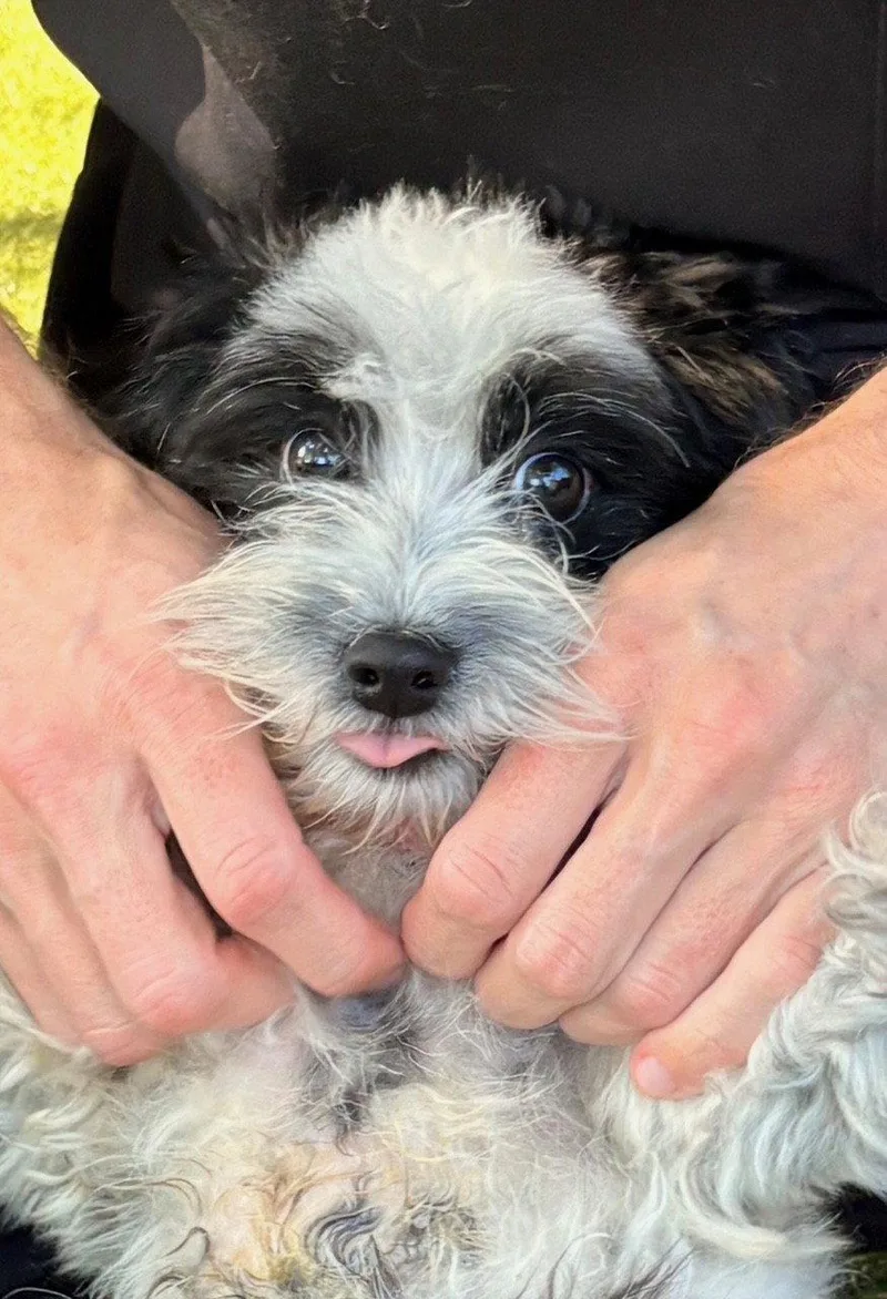 An adult small-sized male Maltese dog named Anakin for adoption in Hilton Head Island, SC