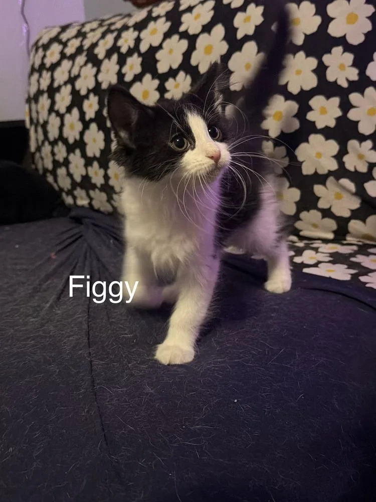 Figgy