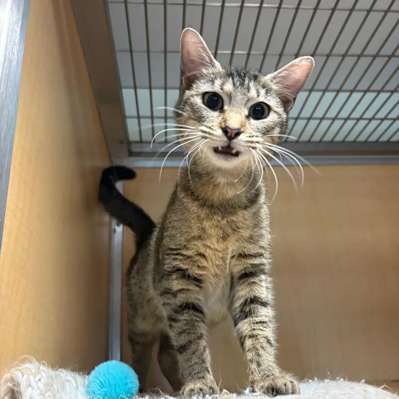 A young medium-sized female Brown / Chocolate Domestic Short Hair cat named Cinnamon for adoption in Chesapeake, VA