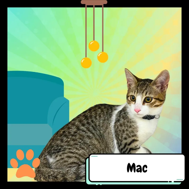 Machiavelli  The Greyhound thumbnail 3