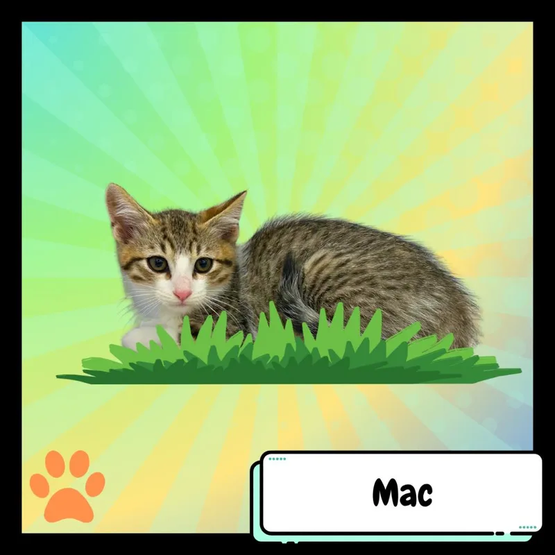 Machiavelli  The Greyhound thumbnail 4