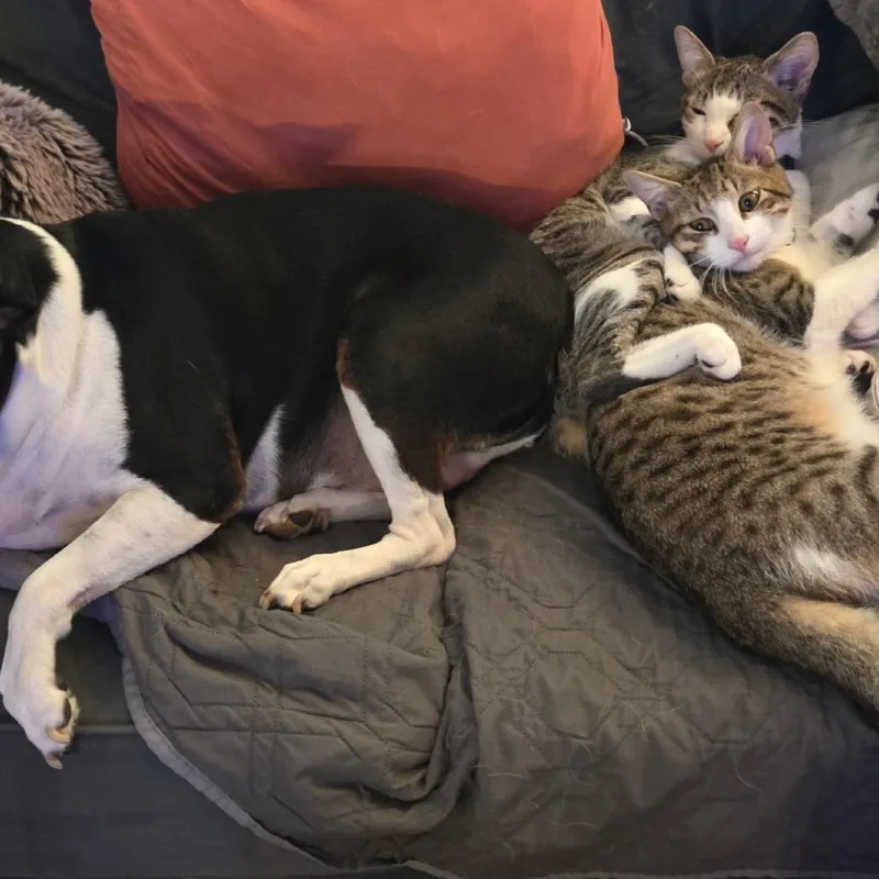 Machiavelli  The Greyhound thumbnail 6