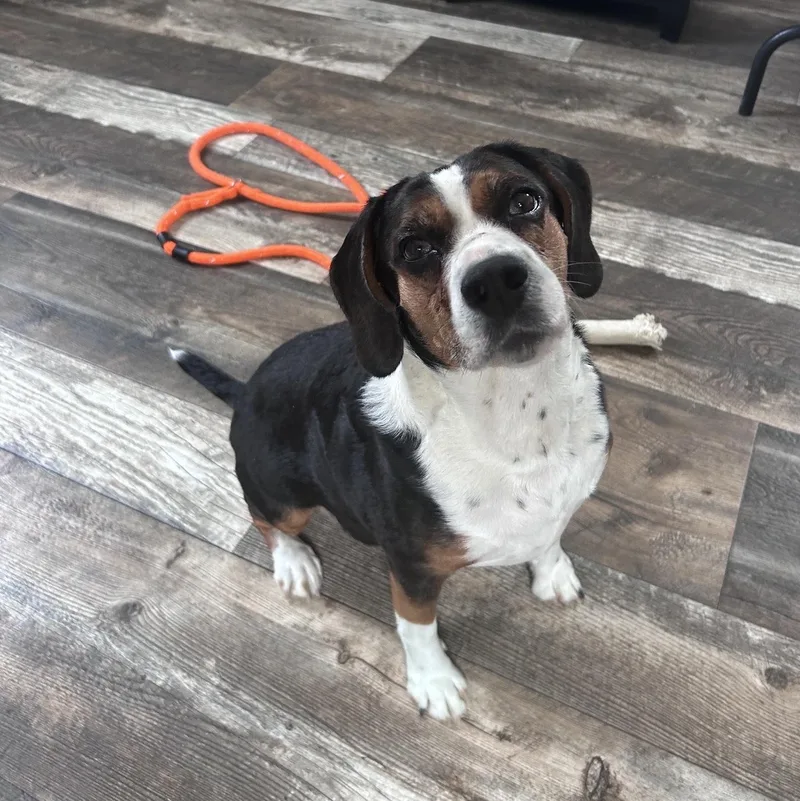 An adult medium-sized female Beagle dog named Roxy for adoption in Oxford, MI