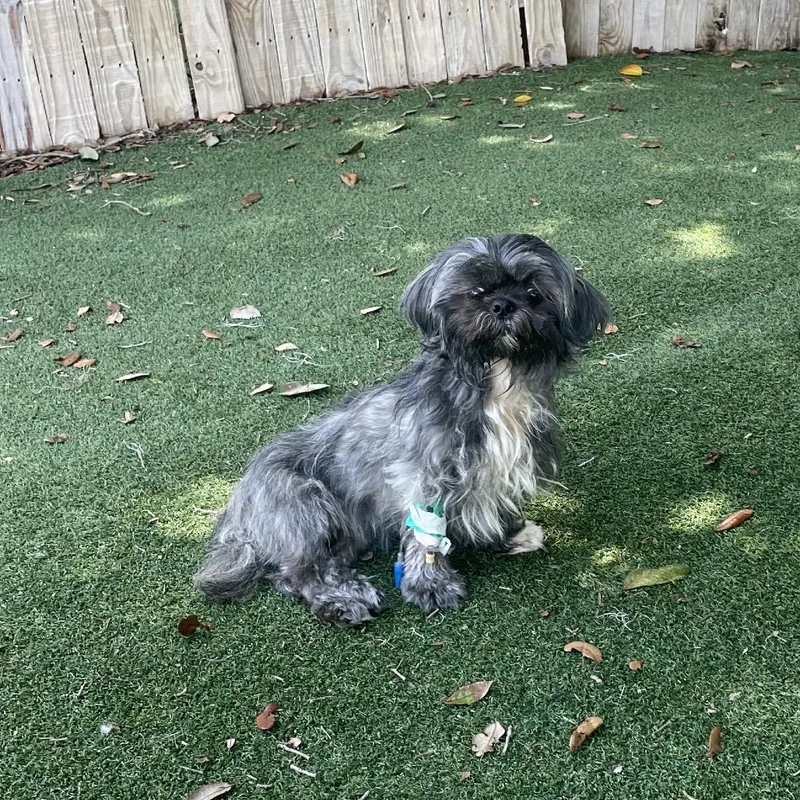 A young small-sized female Gray / Blue / Silver Shih Tzu dog named Emma for adoption in Lakeland, FL