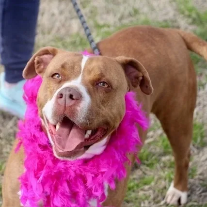 An adult medium-sized female Terrier dog named Audrey for adoption in Manchester, CT