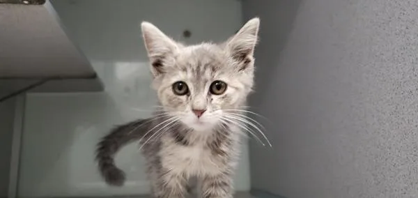 A baby small-sized female Domestic Short Hair cat named Hannah for adoption in Salt Lake City, UT
