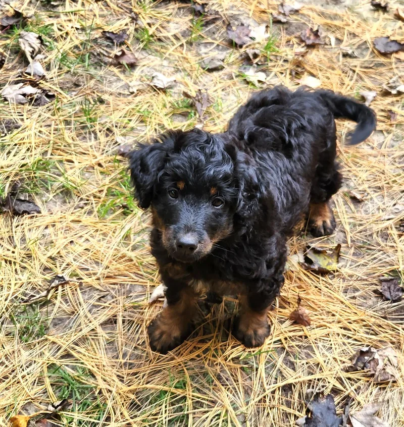 A baby medium-sized female Aussiedoodle dog named Jade for adoption in Liberty Center, OH
