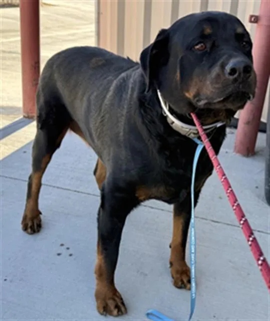 An adult large-sized female Rottweiler dog named Hazel for adoption in Lancaster, CA