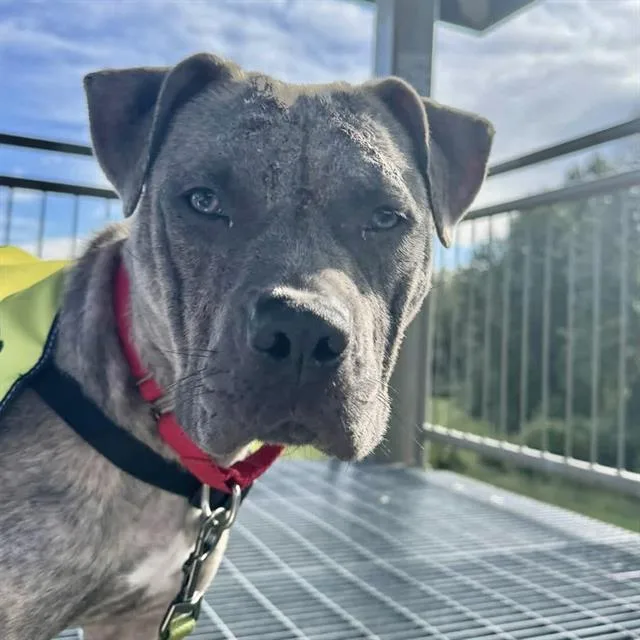 A young medium-sized female Pit Bull Terrier dog named Celebrity for adoption in Kent, WA