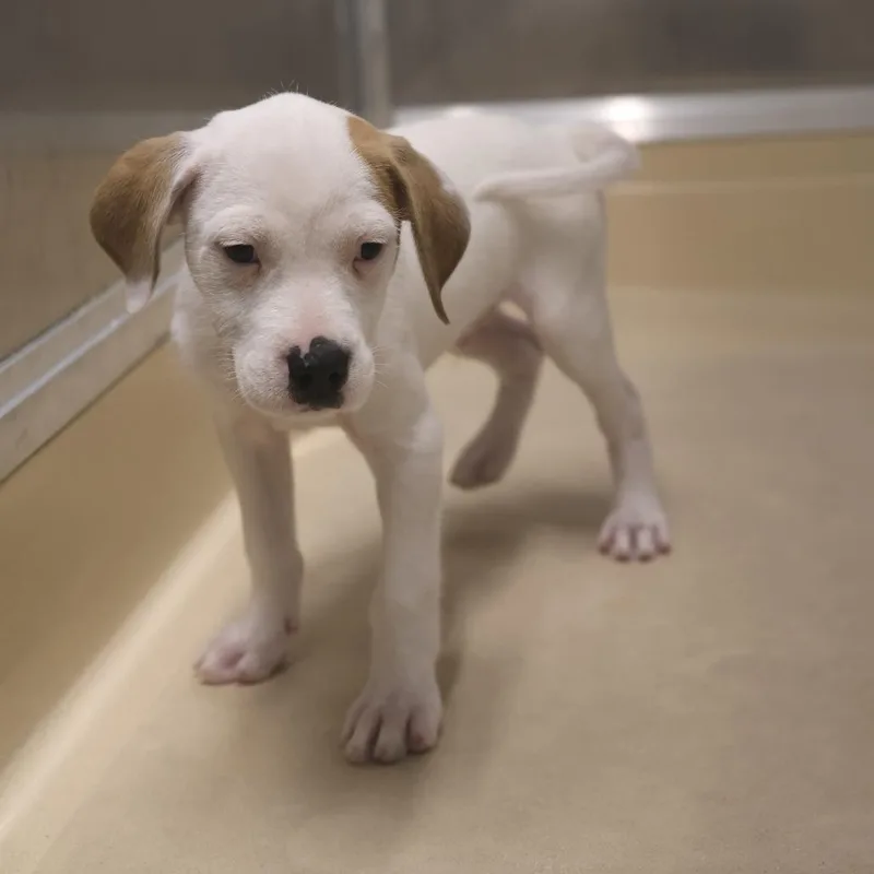 A baby small-sized male White / Cream Jack Russell Terrier dog named Hank for adoption in Briarcliff Manor, NY