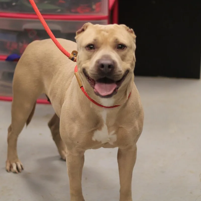 A senior large-sized female Yellow / Tan / Blond / Fawn Pit Bull Terrier dog named Corn Cob for adoption in Philadelphia, PA
