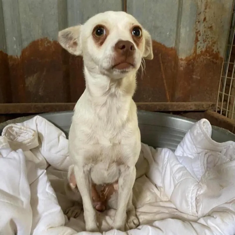 A young small-sized female White / Cream Chihuahua dog named Pepita for adoption in Alexandria, VA