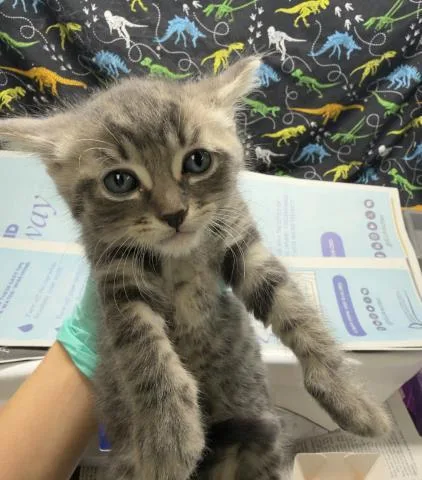 A baby small-sized male Domestic Short Hair cat named Malikai for adoption in Riverside, CA