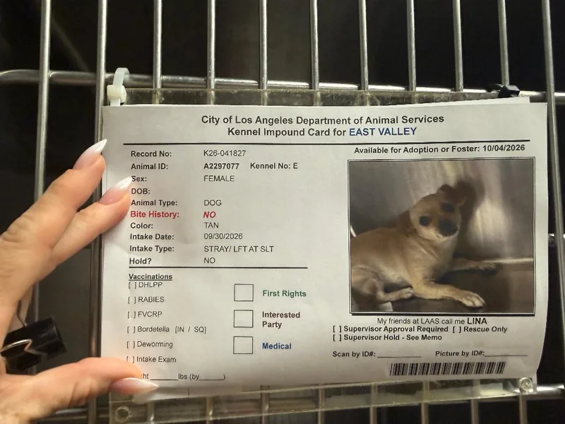 A young small-sized female Chihuahua dog named Lina for adoption in Los Angeles, CA