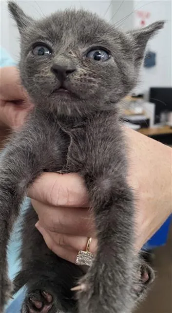 A baby medium-sized male Domestic Medium Hair cat named Jeff Goldblum for adoption in Dallas, TX