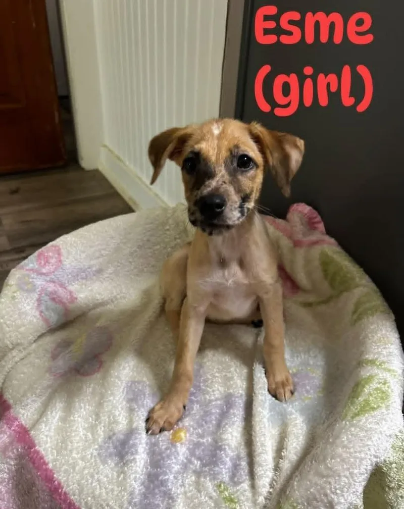 A baby medium-sized female Mixed Breed dog named Esme for adoption in Bossier City, LA