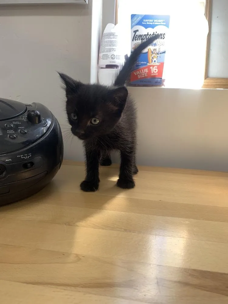 A baby small-sized male Black Domestic Short Hair cat named Sable for adoption in Salmon, ID