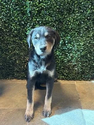 A baby medium-sized female Black Mixed Breed dog named 60978630 for adoption in El Paso, TX