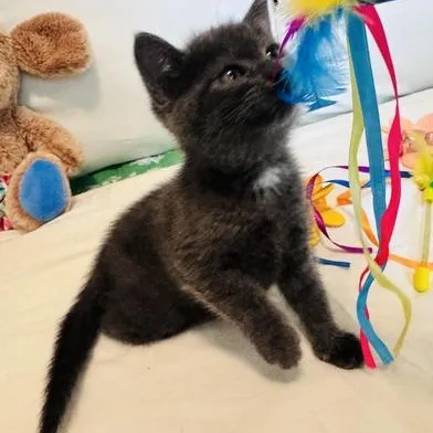 A baby small-sized female Gray / Blue / Silver Russian Blue cat named Ivy for adoption in Liverpool, TX