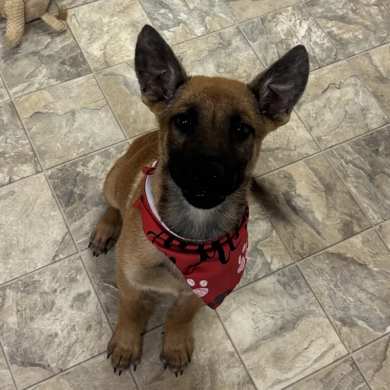 A young medium-sized male Bicolor Belgian Shepherd / Malinois dog named Dingo for adoption in Pilot Point, TX