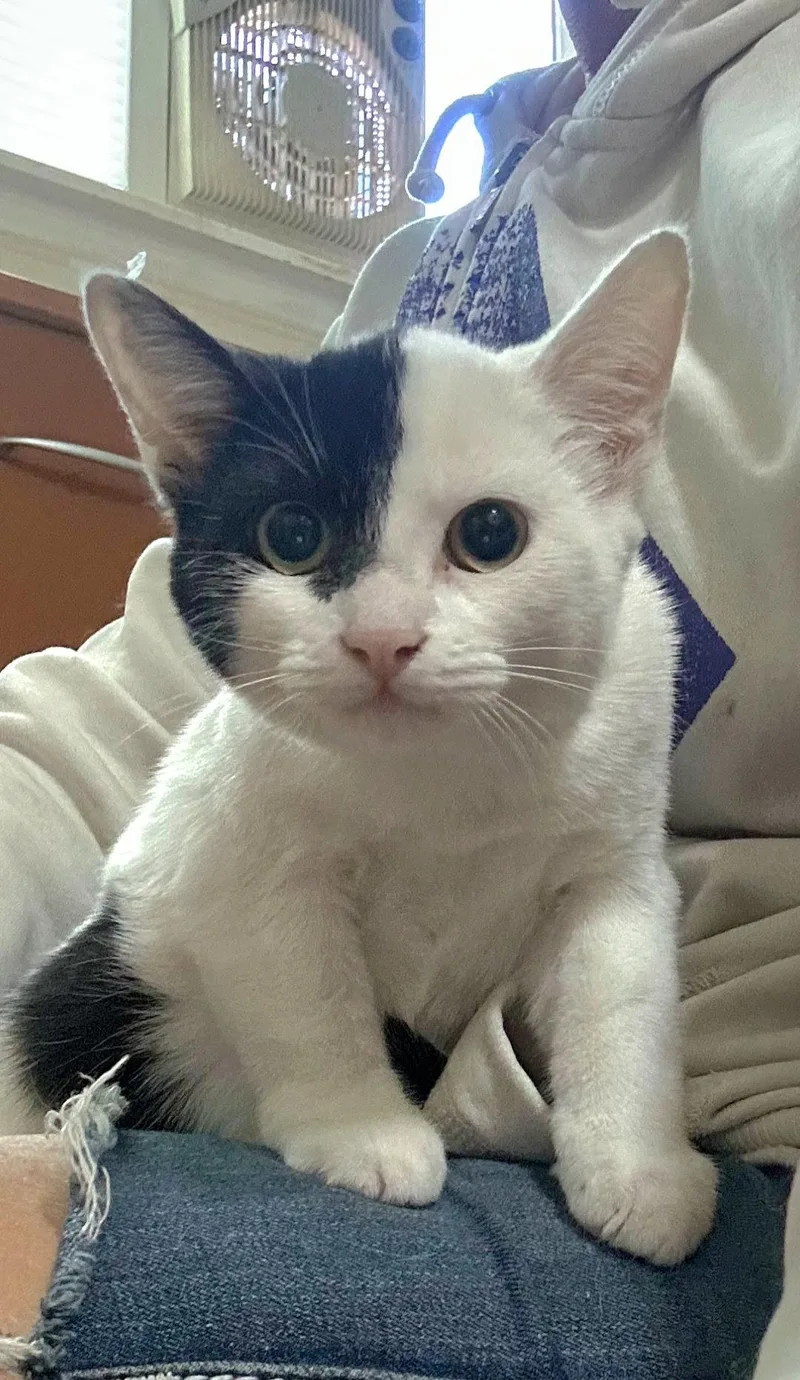 A baby medium-sized female Black & White / Tuxedo Domestic Short Hair cat named Hapa for adoption in Campbell, CA