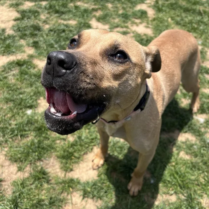 A young medium-sized female Yellow / Tan / Blond / Fawn Pit Bull Terrier dog named Peanut for adoption in Harrisonburg, VA