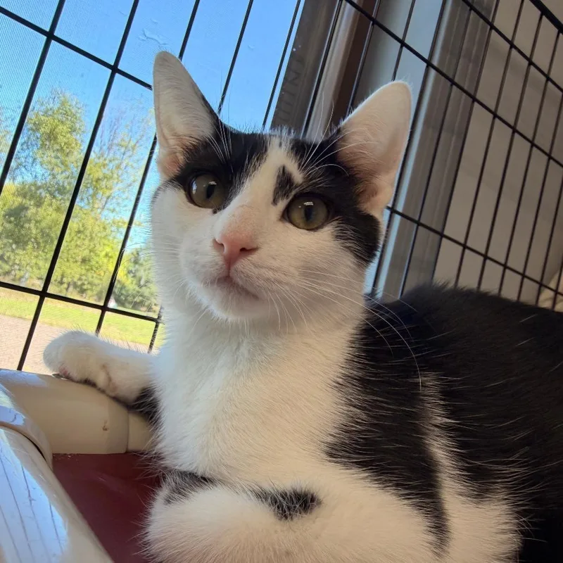 A baby small-sized male Black Domestic Short Hair cat named Wiz for adoption in Chippewa Falls, WI