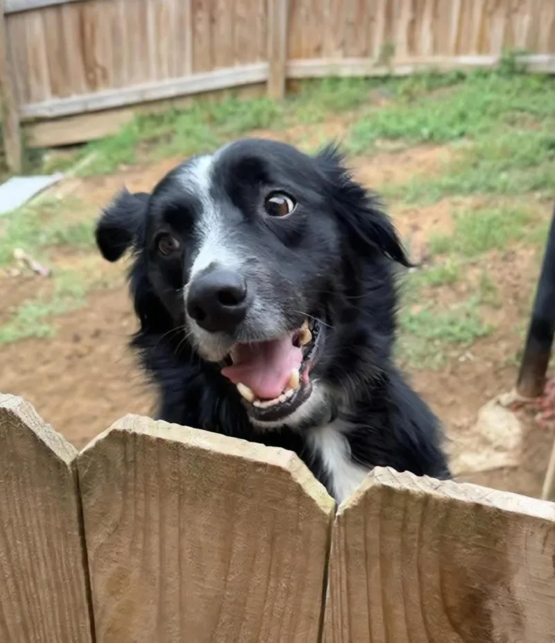 An adult medium-sized male Black Border Collie dog named Archer for adoption in Sioux City, IA
