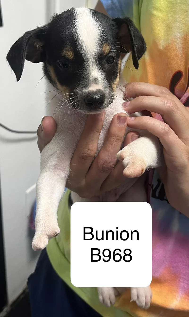 Bunion