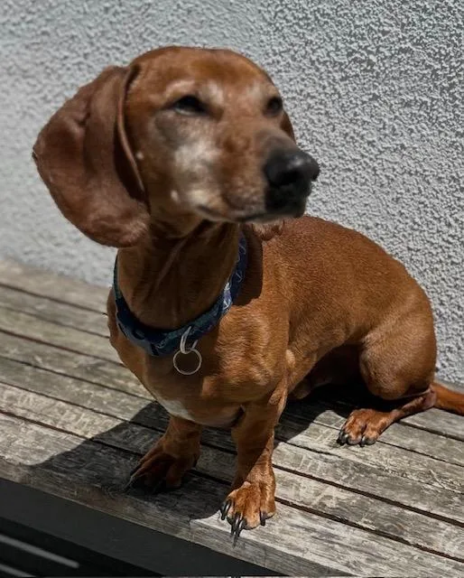 An adult medium-sized male Dachshund dog named Frankie    for adoption in Los Angeles, CA
