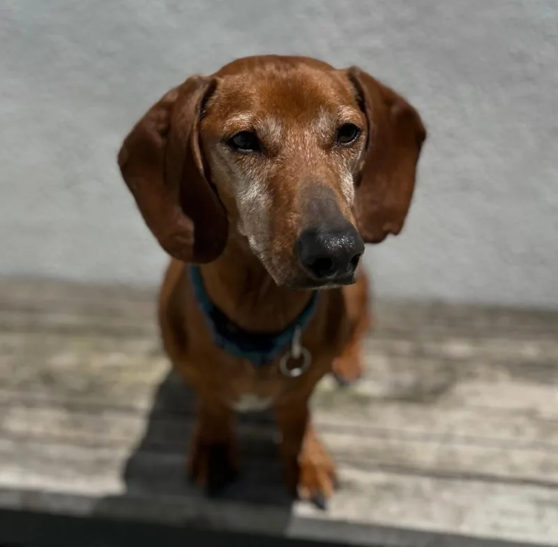 Frankie    thumbnail 2