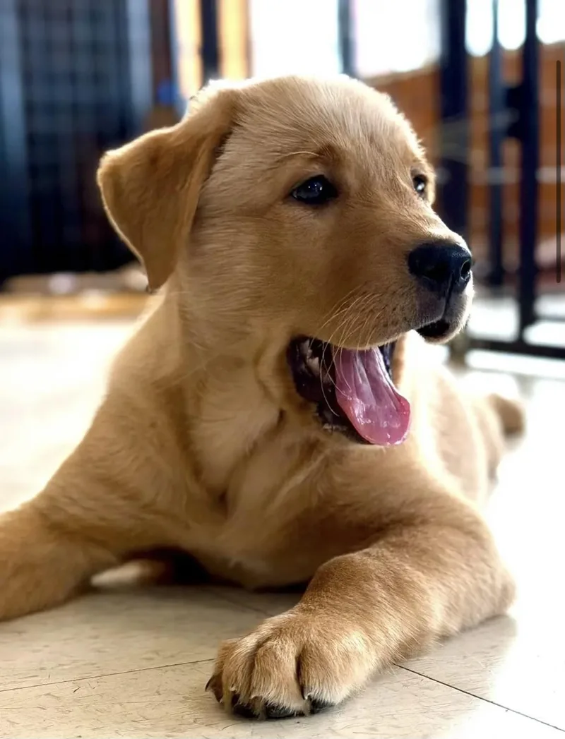 A baby large-sized female Golden Golden Retriever dog named Lola for adoption in Madison Heights, MI
