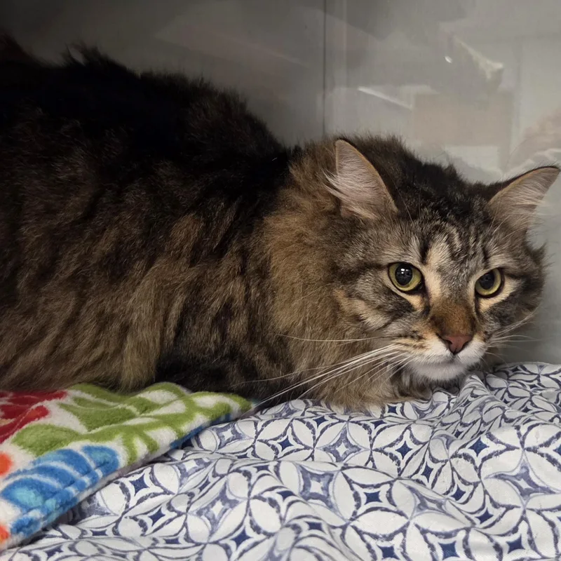 Mister Wiggles thumbnail 2