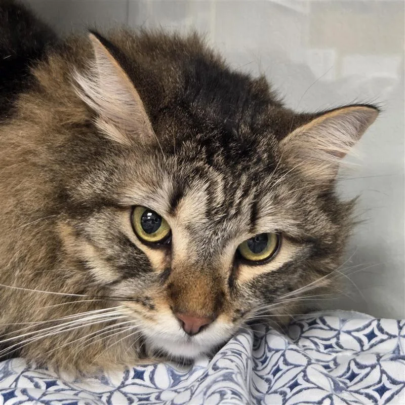 Mister Wiggles thumbnail 3