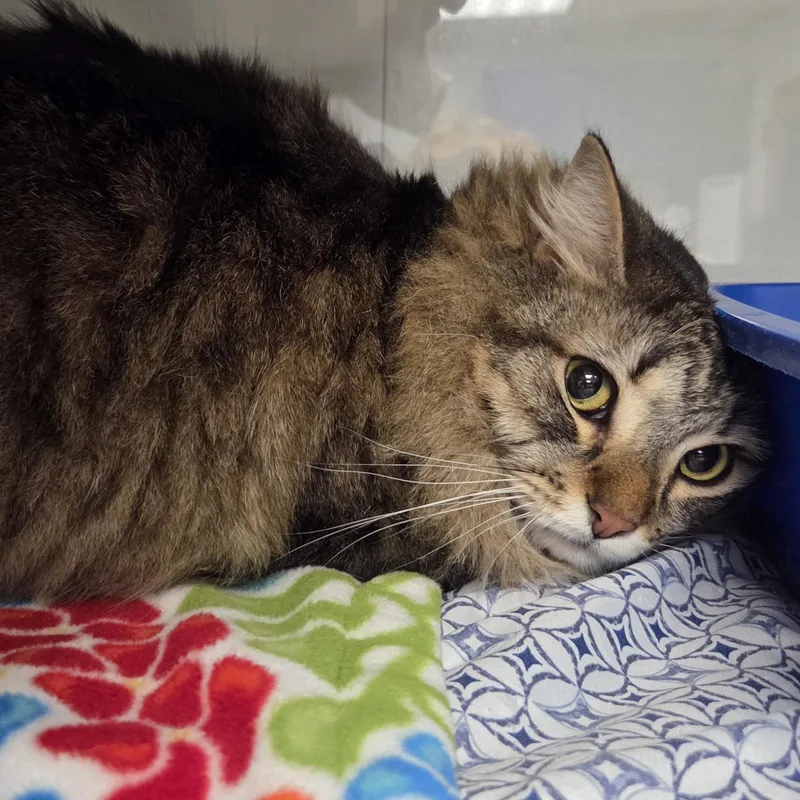 Mister Wiggles thumbnail 4