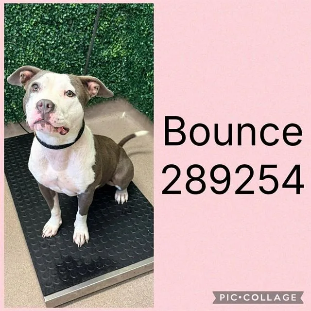 A young medium-sized female Mixed Breed dog named Bounce for adoption in Macon, GA
