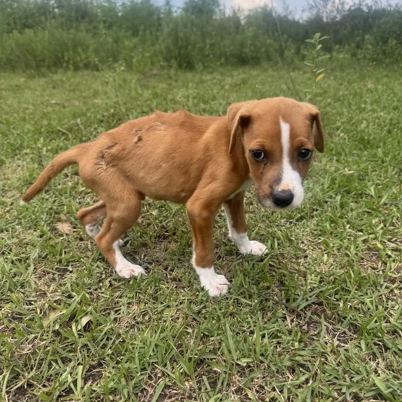 A baby small-sized male Brown / Chocolate Mixed Breed dog named Simon for adoption in Montgomery, TX