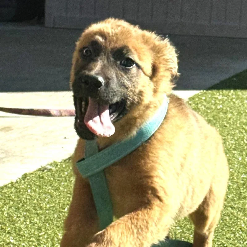 A baby large-sized female German Shepherd Dog dog named Morticia for adoption in Silver Spring, MD