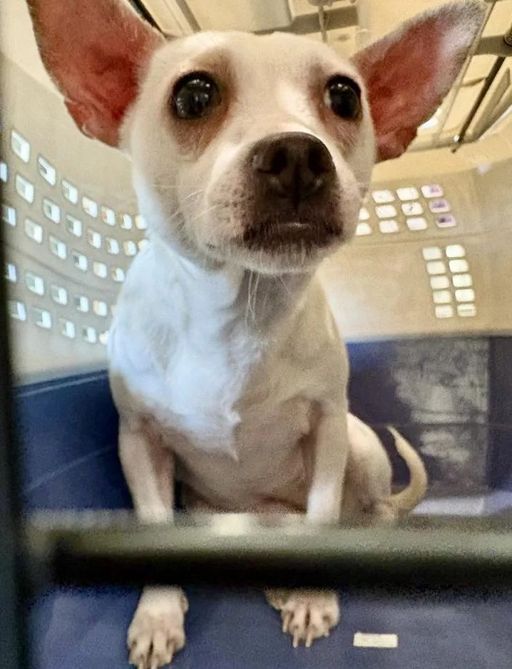 A young small-sized female White / Cream Chihuahua dog named Salma for adoption in Westfield, NY