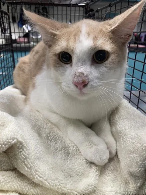A young small-sized male Domestic Short Hair cat named Charm for adoption in Long Beach, CA
