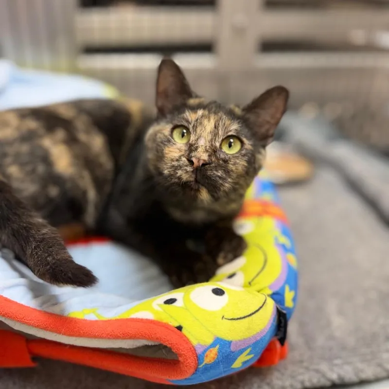 A young medium-sized female Domestic Short Hair cat named Sarai for adoption in Portage, MI