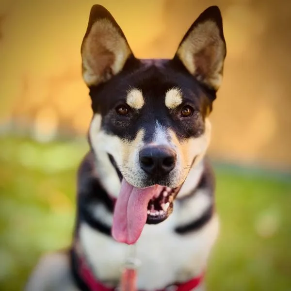 A young medium-sized female Shepherd dog named Fraise for adoption in Vallejo, CA