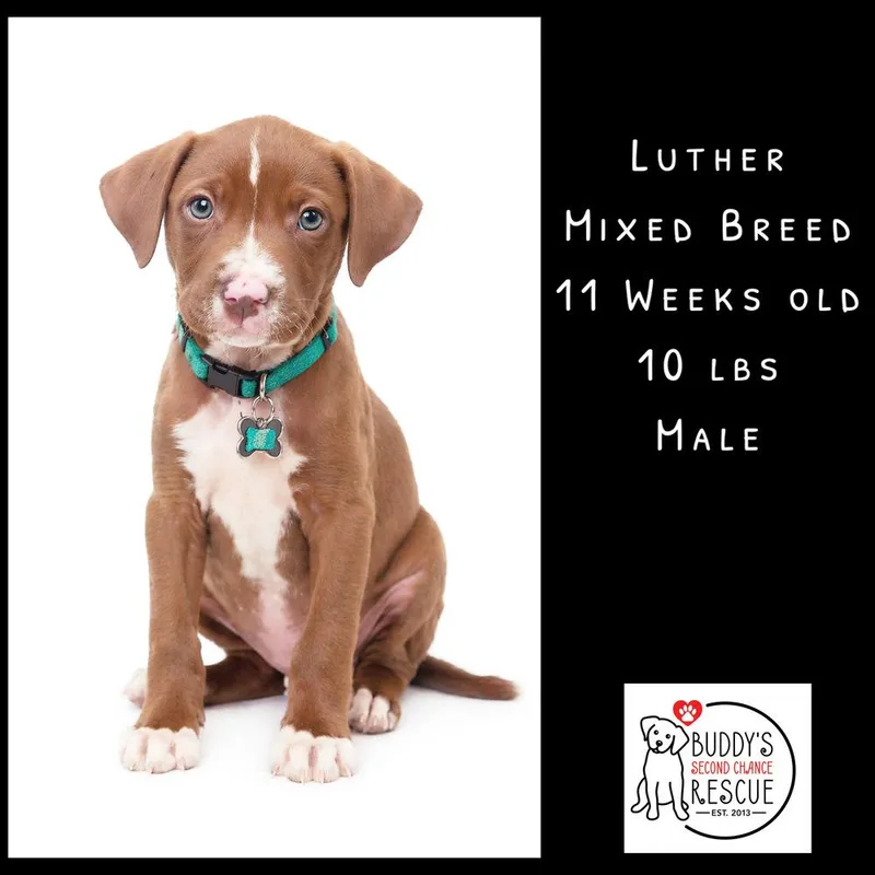 Luther