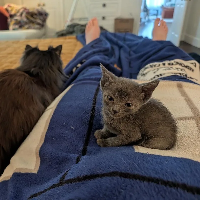 A baby small-sized female Gray / Blue / Silver Domestic Short Hair cat named Xerus for adoption in Austin, TX
