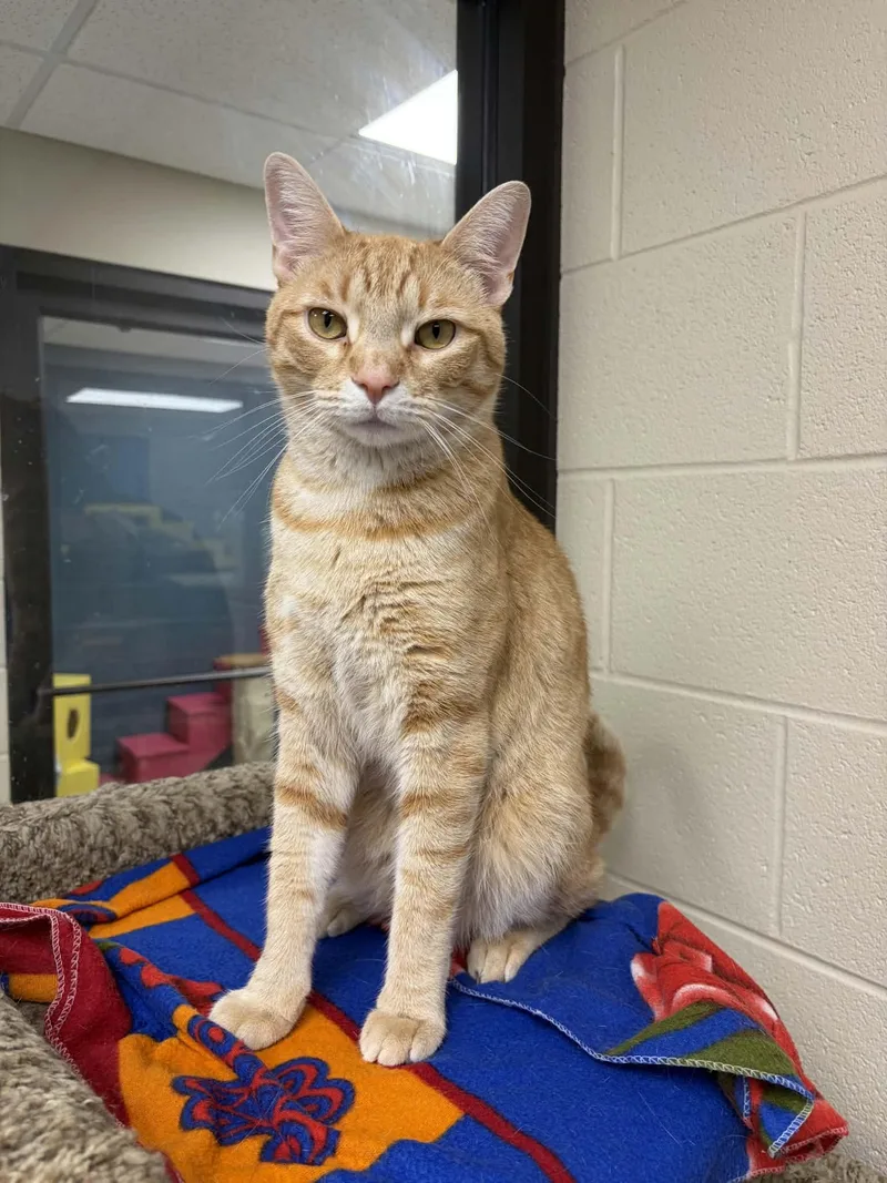 An adult large-sized male Tabby (Orange / Red) Domestic Short Hair cat named Ryker for adoption in Valparaiso, IN