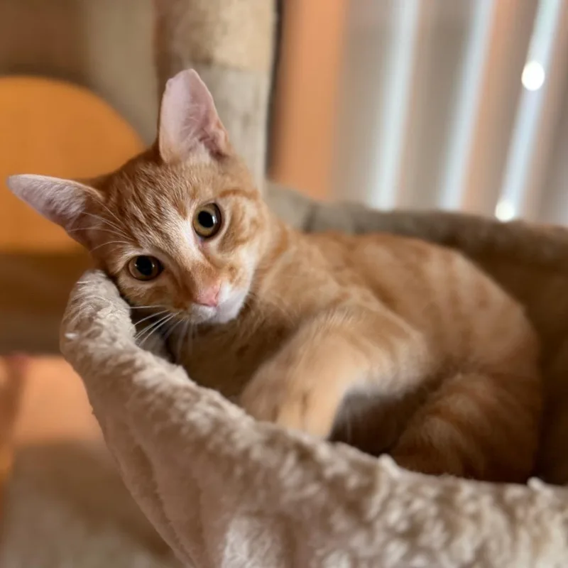 A baby small-sized male Orange / Red Domestic Short Hair cat named Mackerel for adoption in Long Beach, CA