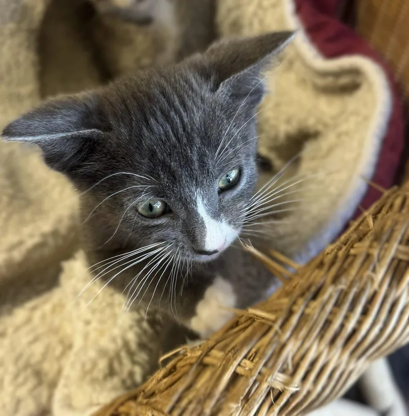 A baby small-sized female Gray & White Tuxedo cat named Teagan for adoption in Walnut Creek, CA