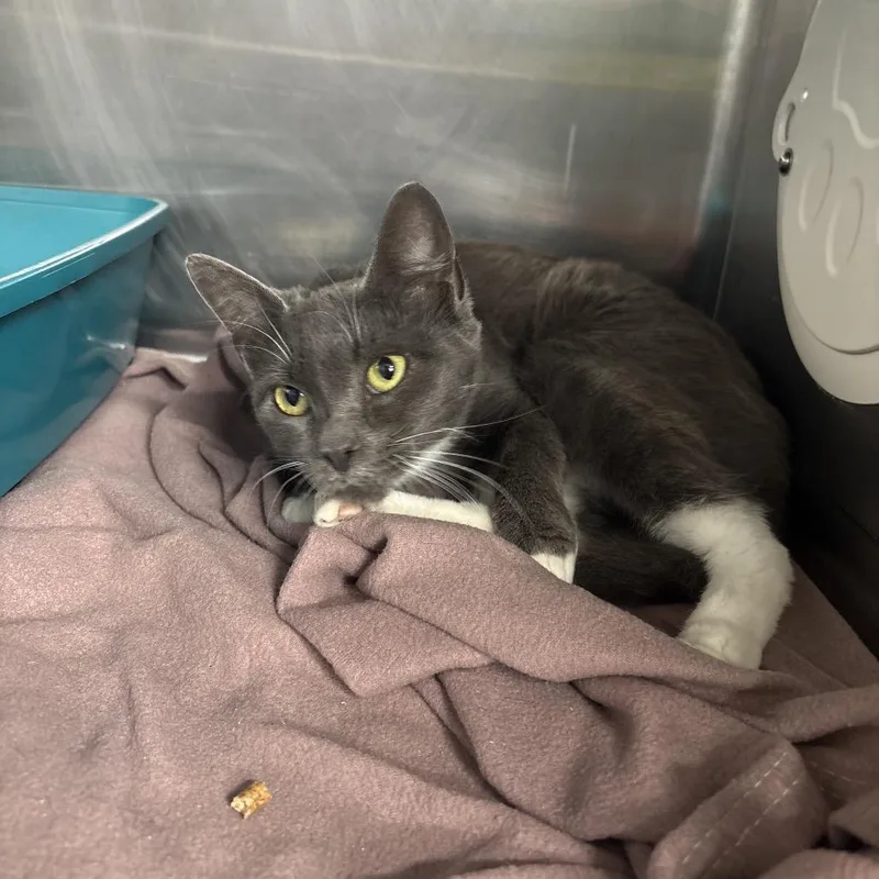 An adult medium-sized female Gray / Blue / Silver Domestic Short Hair cat named Milena for adoption in Spokane, WA
